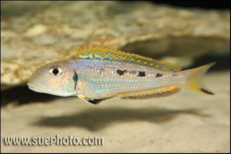 Xenotilapia singularis 'Ndole Bay'